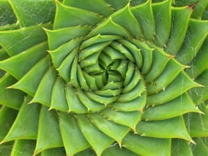 Teknik Simetri dan Pola pada alam
